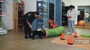 Как познакомить щенка с тренировочным залом // #приВЕТАХМЕД