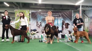 13.09.2025, СПб. Клуб "Невский Дебют" (РКФ, РФСС). Выставка собак CAC 2 группы FCI