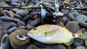 Рыбалка, осенью на Чёрном море, бешеный клёв ласкиря