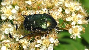 Бронзовка золотистая