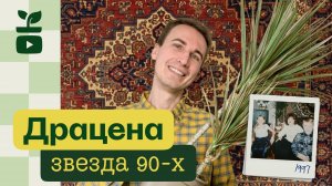 Драцена — звезда 90-х | Уход, сорта, воспоминания