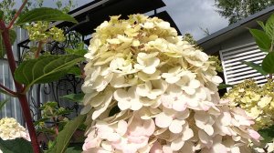 Осенняя обрезка  метельчатой гортензии Самарская Лидия.