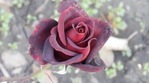 06=11=2025 кмр   ПВН  (41)