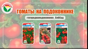 Томаты на подоконнике