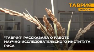 Журналисты "Таврии" рассказала о работе Научно-исследовательского института риса