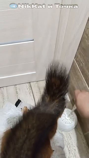 репейники, белочка, Братишкин |Свежие Мемы из TikTok в Shorts! #nikkat #мем #новости смотреть онлайн