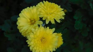 06=11=2025 кмр   ПВН  (21)