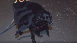 В костюмах наперегонки - в программе Дело ведёт Мур-р-р"