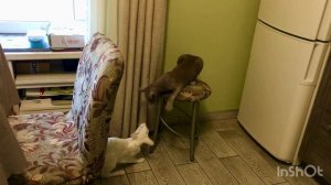 Борьба за трон (табурет)