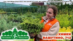 ТРАНСМЕДИА – Питомник Вашутино