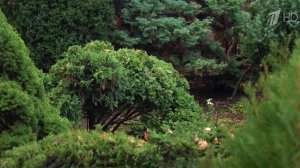 Ботанический сад Саратовского госуниверситета готовится к открытию