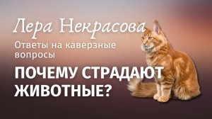 Почему страдают животные?