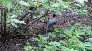 Ворона в парке