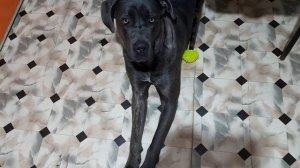 👁Бэлла ждет обед😅