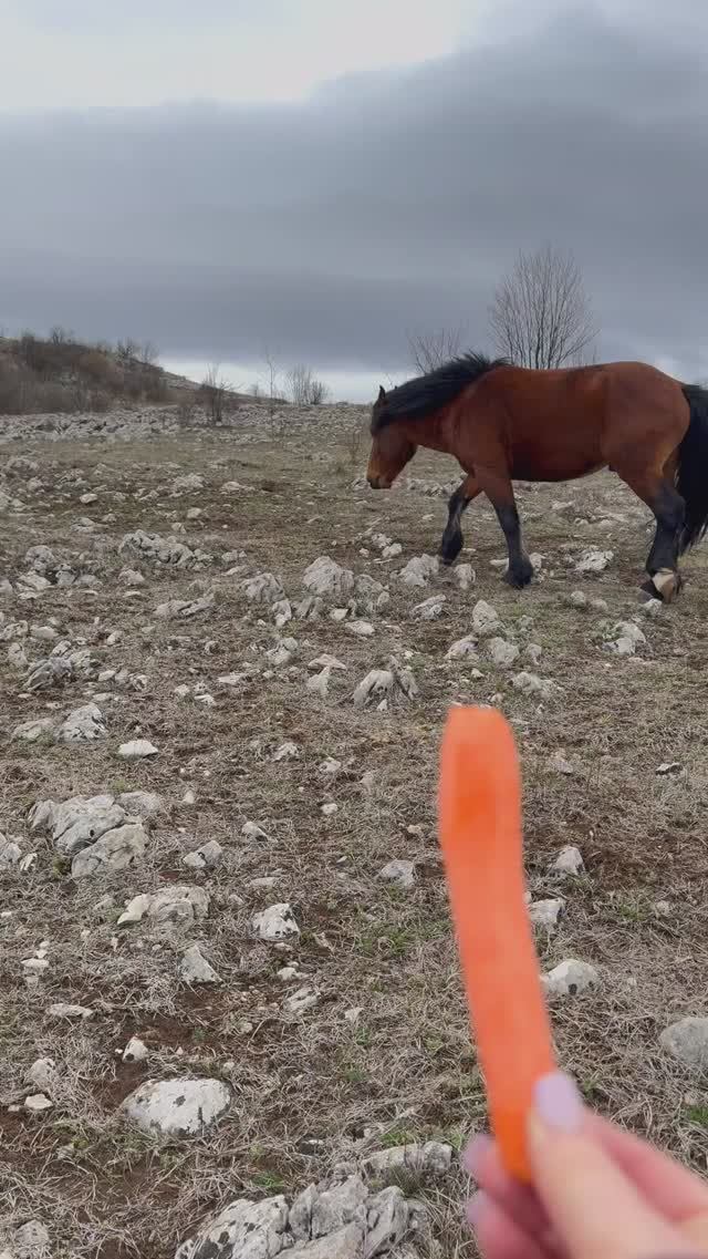 Как накормить диких лошадок в Сербии #поход #весна #природа #горы смотреть онлайн