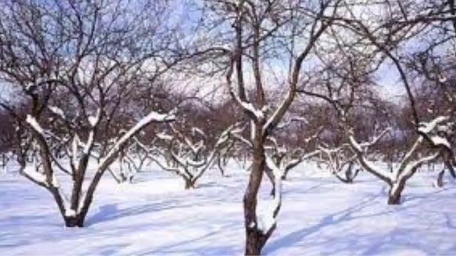 «Деревья вокруг нас! Урок о лиственных и хвойных для 1 класса» Какие бывают деревья смотреть онлайн