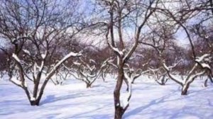 «Деревья вокруг нас! Урок о лиственных и хвойных для 1 класса» Какие бывают деревья