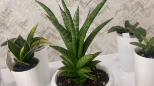 Обзор моей коллекции сансевиерий🪴Часть 1