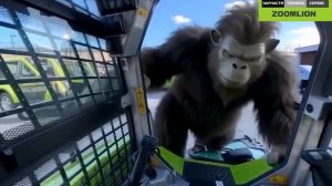 +79057902422. ZOOMLION ZS080V, ZS085V, ZS120V, ZE26GU, ZE35GU мини погрузчики и мини экскаваторы;