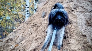 LIVE*PITER: Схватила радикулит, упала в обморок, но иду гулять с собаками...