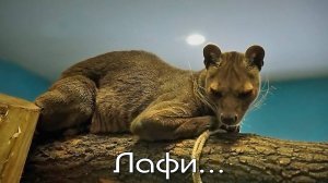 Самый древний житель Мадагаскара  Лафи переселилась в зимний вольер и привыкает к новым условиям.