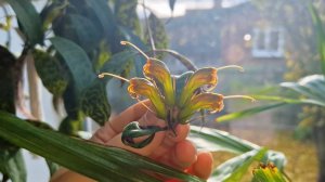 Эсхинантус мраморный. Когда ждать цветения от эсхинантуса. Комнатные цветы.