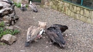 Грифы раздирают падаль  @ Домбай, 2025