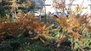 4 ноября,в Ейске+15☀️ Вкусные блюда... Кучи собак, птичий гомон...