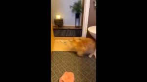 Видео от МЯУтаверс – как метавселенная, но с котами