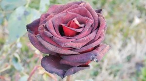 06=11=2025 кмр   ПВН  (45)