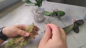 #134 ОрхоVLOG продолжение посадка