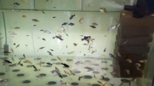 Рыбки-баллоны. Обманчивая красота.