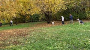 ВЕО Валентлайф Шерритэ Шанз Элизэ. Первые соревнования - Путевка в жизнь-2025. Ринг Комплекс
