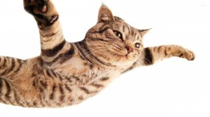 -С ОЗВУЧКОЙ. ВИДИМОСТЬ ОТЛИЧНАЯ, ВЗЛЕТАЕМ!  .Приколы с котами! - СМЕШНЫЕ КОТЫ И КОШКИ!