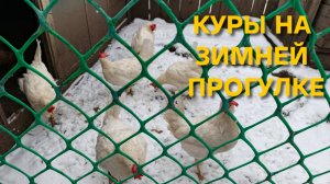 У нас в Сибири даже куры суровые гуляют зимой на улице