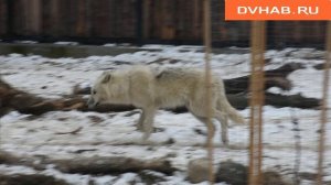 Полярные волки обосновались на новой территории зооцентра «Питон"