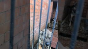 Бодибилдеры не выдержат! Волонтеры "Тарасик и команда", приют в ТиНАО