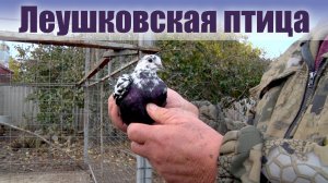 Леушковские голуби Шевченко Сергея