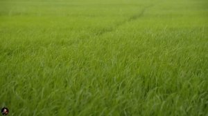 Под своей кроватью. Страшные. Мистические. Творческие истории. Хоррор