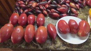 Популярные Минусинские томаты. Бычки Минусинские - один из самых урожайных томатов. №587.