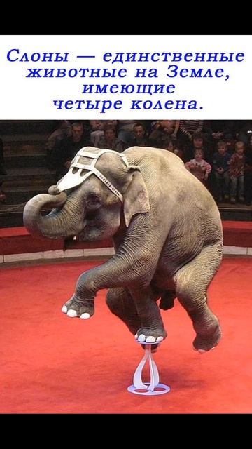 Про СЛОНА