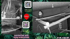 Волнистые попугаи 🦜🦜🦜 | авиарий на балконе📍