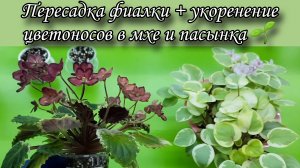 Пересадка фиалки + укоренение пасынков и цветоносов 🌱 Видео с моего ТГ канала)