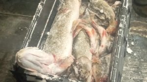 рыбалка на первом льду север ХМАО-Югры река щука