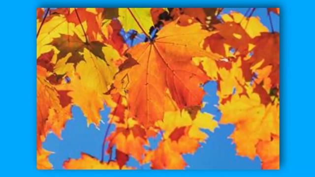 Деревья и листья Окружающий мир 1 класс смотреть онлайн