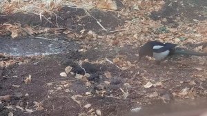 Работа, погода, жду гостей ,у нас в семье прибавление.