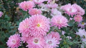 06=11=2025 кмр   ПВН  (22)