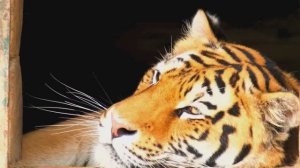 МЕЛОДИЯ, КОТОРАЯ ТРОНЕТ ДУШУ ДО СЛЕЗ