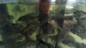 Правильное кормление рыбок!