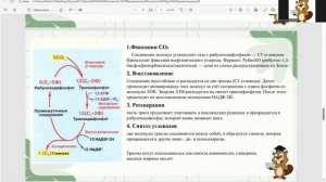 Фотосинтез